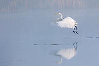 Silberreiher im Nebel
