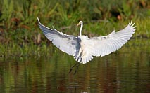 Silberreiher landend