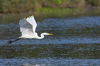 Silberreiher ueb Gewaesser