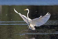 Silberreiher Wasserlandung