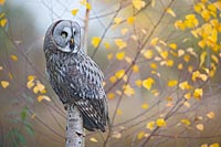 Bartkauz auf Birke wachsam