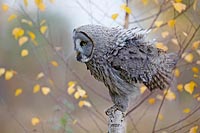 Bartkauz sich schuettelnd