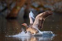 Graugans Wasserlandung