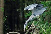 Graureiher streckt sich