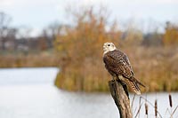 Sakerfalke am Gewaesser