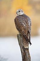 Sakerfalke entspannt