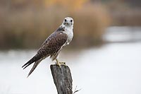 Sakerfalke Pfahl Kopf v vorn