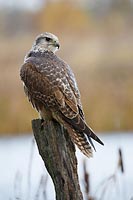 Sakerfalke von hinten