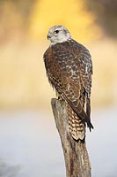 Sakerfalke gelber HG