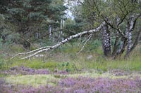 Birke abgebrochene in Heide