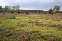 Grosse Heide Abendlicht