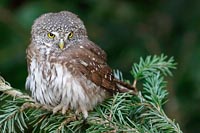 Sperlingskauz auf Kiefernast