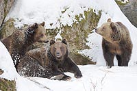 Braunbaeren 2 Junge mit Mama