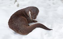 Europ Fischotter eingerollt