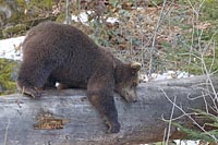 Baerenkind auf Stamm ruhend