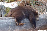 Baerenkind auf Stamm schlafend