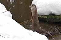 Europ Fischotter aufrecht