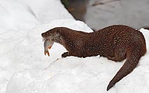 Europ Fischotter mit Fisch