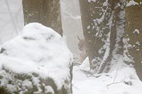 Luchs im Nebel hinter Baum