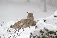 Luchs im Nebel liegend