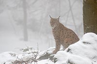 Luchs im Nebel sitzend