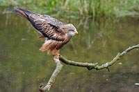 Rotmilan lockert Gefieder