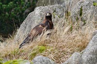 Steinadler im hohen Gras