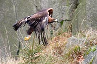 Steinadler verw Schwingen