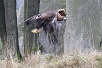 Steinadler vor Felswand