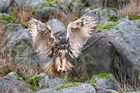 Uhu auf Fels landend