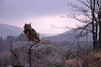 Uhu im lila Abendlicht