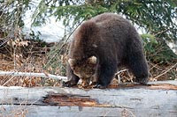 Baerenkind knabbert am Stamm