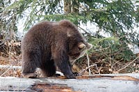 Baerenkind spielt auf Stamm