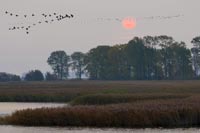 Bodden Gaense Sonnenball