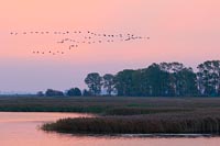 Kraniche morgens ueb Bodden