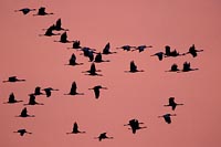 Kraniche roter Morgenhimmel