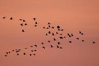 Kranichschwarm roter Himmel