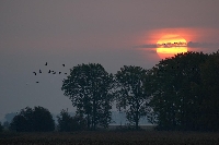 Sonnenaufgang mit Blessgaensen