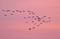 Kraniche rosa Morgenhimmel