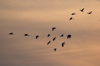 Kraniche orange gelber Himmel