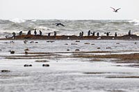 Kormorane am Darsser Ort