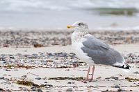 Silbermoewe am Ostseestrand