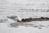 Silbermoewe frisst Muscheln