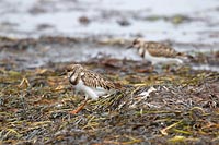 Steinwaelzer in Seetang