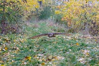 Uhu fliegt ueber Waldweg