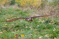 Uhu ueber Waldweg fliegend
