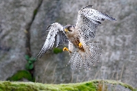 Lanner im Landeanflug