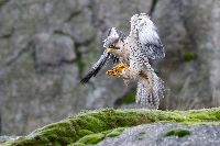 Lanner setzt zur Landung an