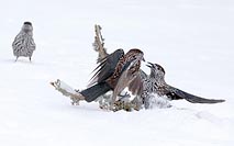 Tannenhaeher 2 auf Ast