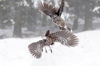 Tannenhaeher 2 auffliegend